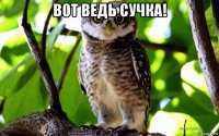 вот ведь сучка! 