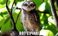  вот сучка!