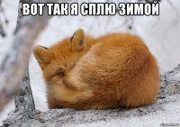 вот так я сплю зимой 