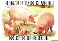 вырастет из свина сын если свин сынёнок