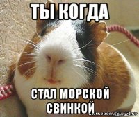 ты когда стал морской свинкой
