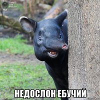  недослон ебучий