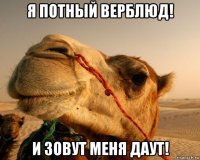 я потный верблюд! и зовут меня даут!