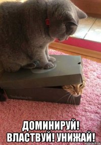  доминируй! властвуй! унижай!