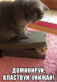  доминируй, властвуй, унижай!