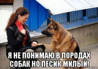  я не понимаю в породах собак но песик милый!