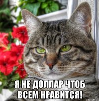  я не доллар чтоб всем нравится!