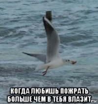  когда любишь пожрать больше чем в тебя влазит