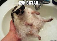 хуй встал 