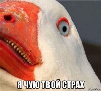  я чую твой страх