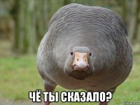  чё ты сказало?