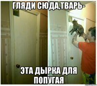 гляди сюда,тварь- эта дырка для попугая