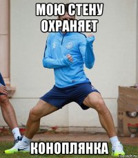 мою стену охраняет коноплянка