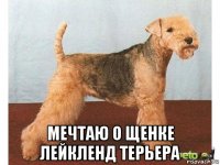  мечтаю о щенке лейкленд терьера
