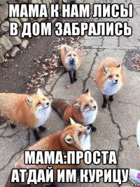 мама к нам лисы в дом забрались мама:проста атдай им курицу