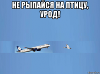 не рыпайся на птицу, урод! 