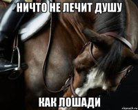 ничто не лечит душу как лошади