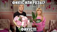 фикус или розы? фикус!!!