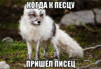 когда к песцу пришёл писец