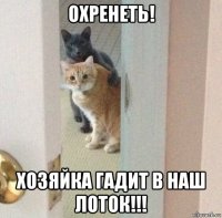 охренеть! хозяйка гадит в наш лоток!!!