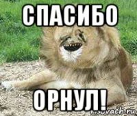 спасибо орнул!