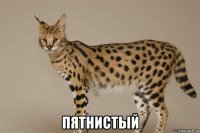  пятнистый