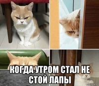  когда утром стал не стой лапы