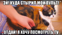 эй! куда стырил мой пульт! отдай! я хочу посмотреть tv