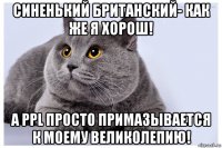 синенький британский- как же я хорош! а ppl просто примазывается к моему великолепию!