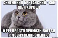 синенький британский - как же я хорош! а ppl просто примазывается к моему великолепию!
