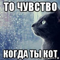то чувство когда ты кот