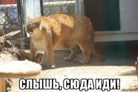  слышь, сюда иди!