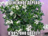 денежное дерево в 99%-оно цветет!