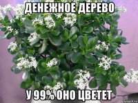 денежное дерево у 99% оно цветет