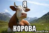 я корова