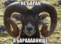 не баран а бараааанище