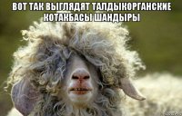 вот так выглядят талдыкорганские котакбасы шандыры 
