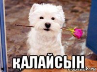  қалайсын
