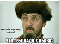  что тебе надо, собака?
