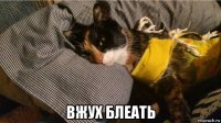  вжух блеать