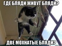 где бляди живут бляди? две мохнатые бляди?