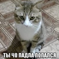  ты чо падла попался