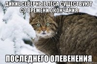 дикие северные леса существуют со времени окончания последнего олевенения