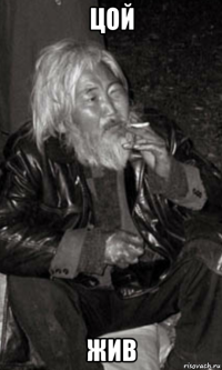 цой жив