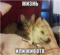 жизнь или живота
