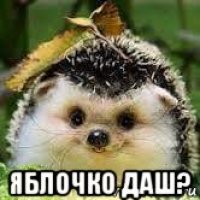  яблочко даш?