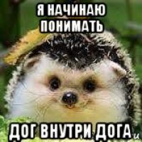 я начинаю понимать дог внутри дога