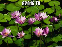 g2016 tv 