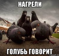 нагрели голубь говорит