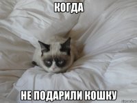 когда не подарили кошку